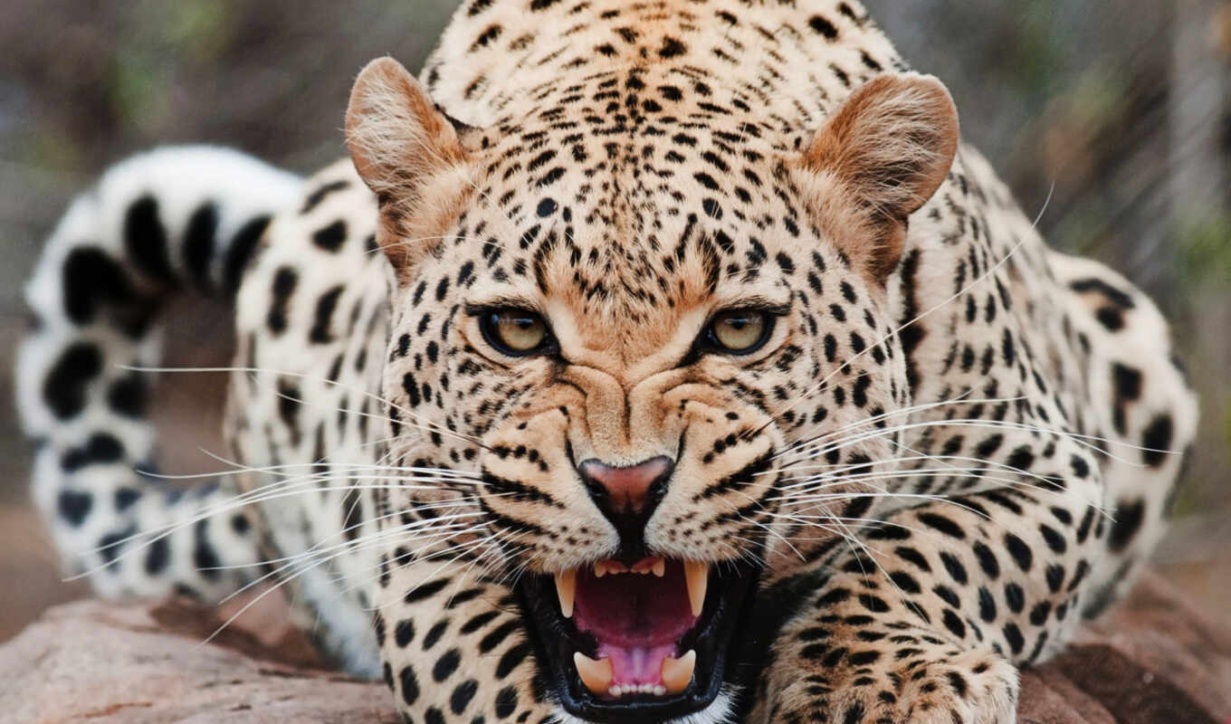 nature, cat, deck, leopard, animal, friend, jaguar, speed, two, ground, zhivat