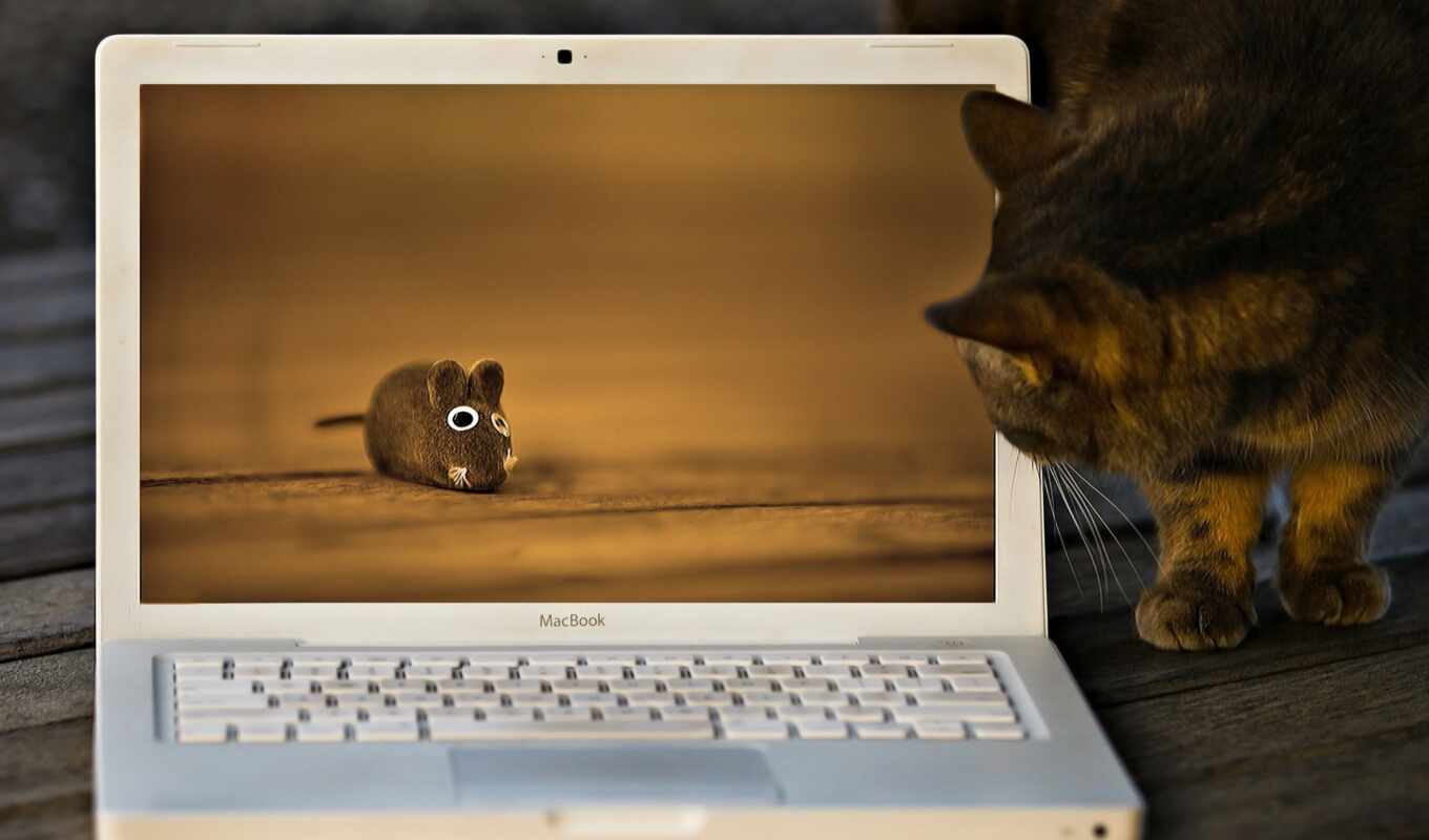 macbook, cat, mouse