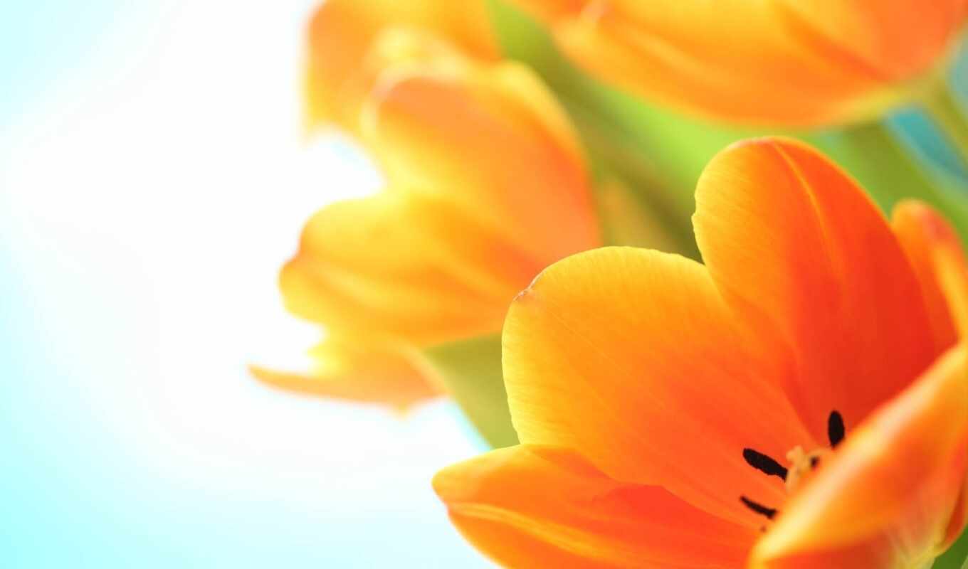 flowers, petal, plant, orange, tulip