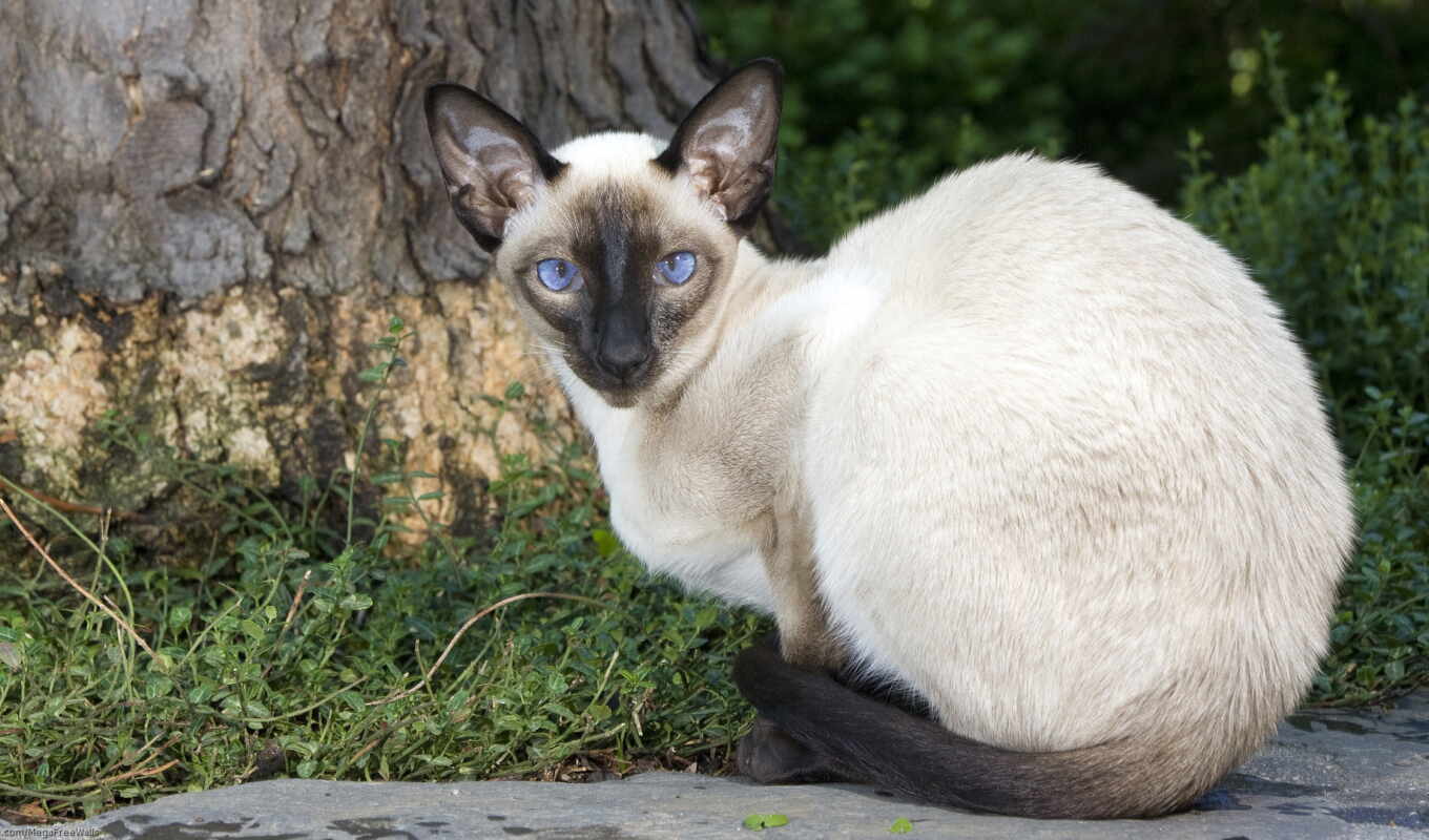 кот, animal, сиамский