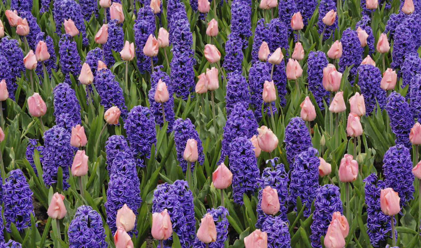 wallpapers, wallpaper, all, and, facebook, image, i am, photo, movies, collection, post, flowers, Fuck you, him, flower, hy, on, for, tulips, peak, fields, acin, save