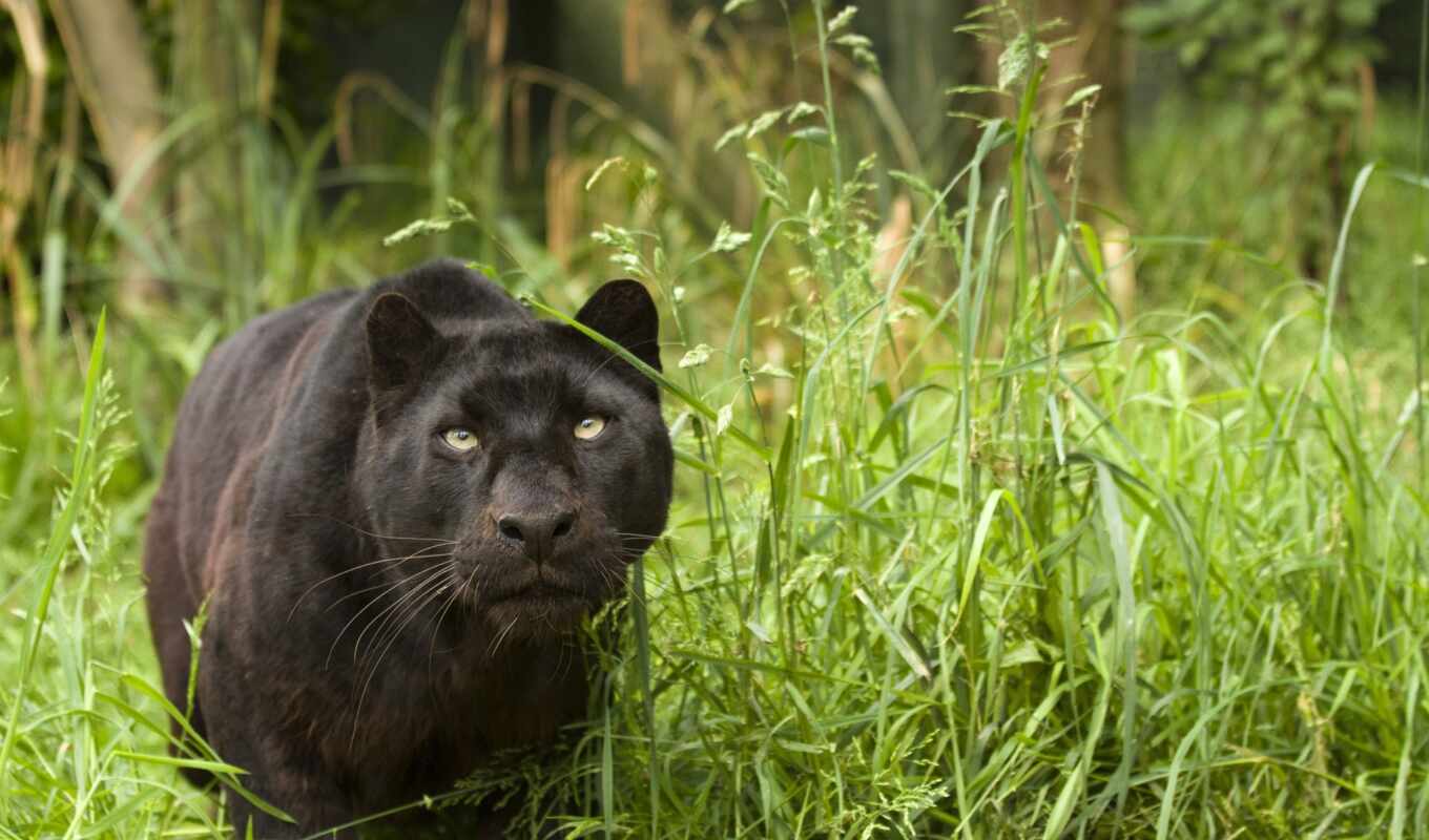 black, cat, leopard, wild, panther