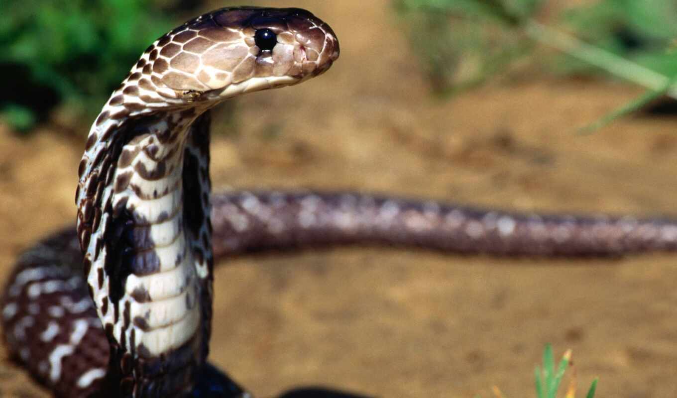snakes, animals, snake, snakes, which, swallow, usually, condition, attack