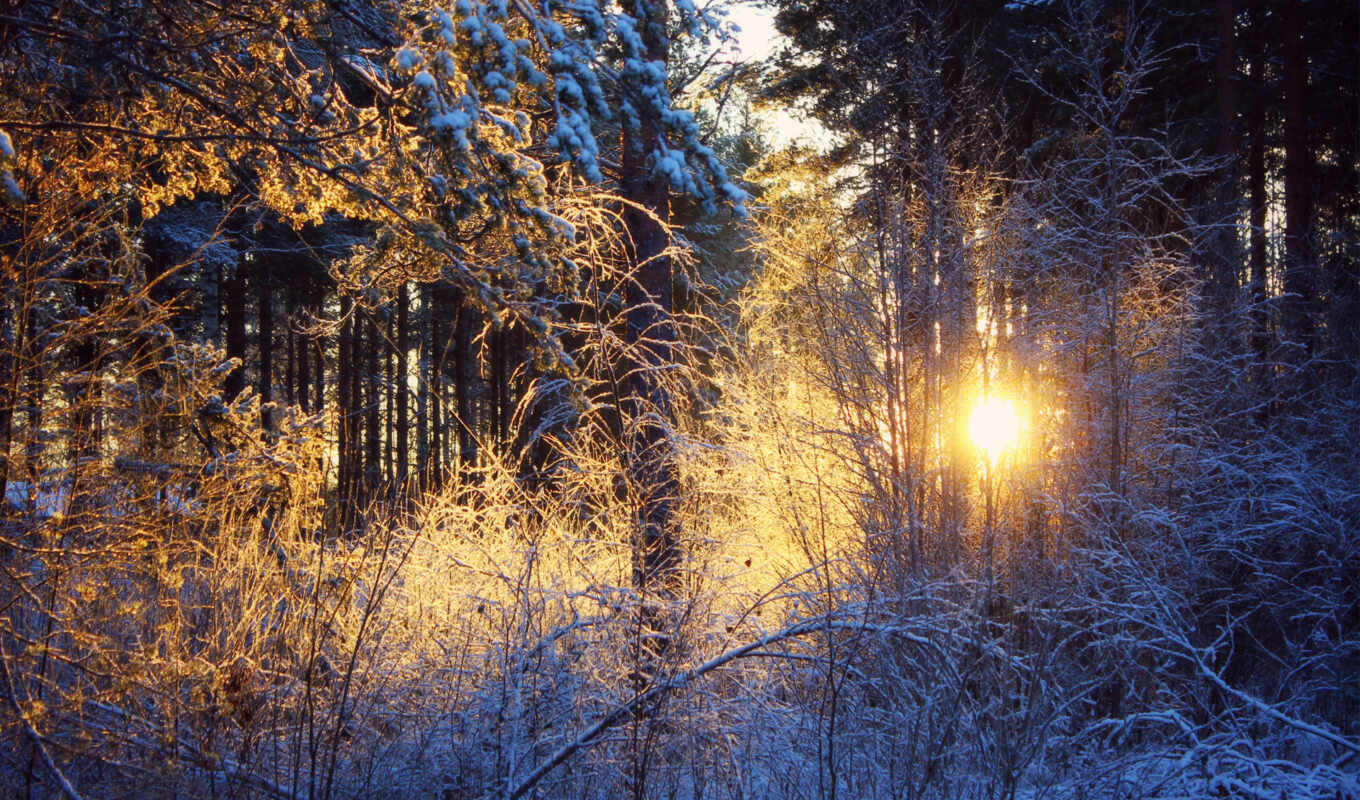 природа, sun, закат, снег, winter, лес