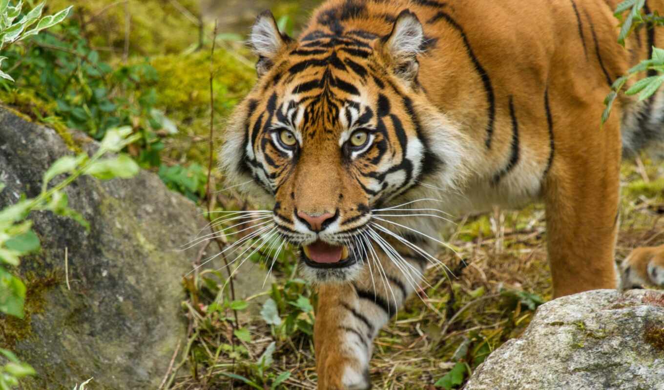 tiger, sumatra