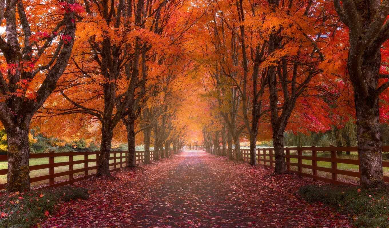 природа, дерево, дорога, осень, пасть, park, забор, leaf