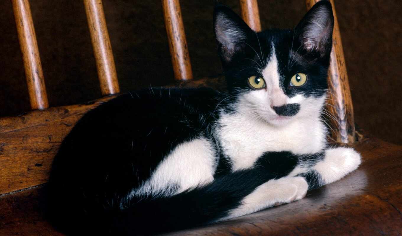 black, white, кот, кресло, cute, котенок