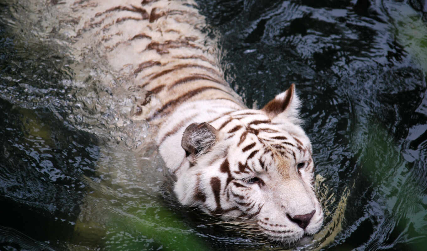 white, water, тигр, animal