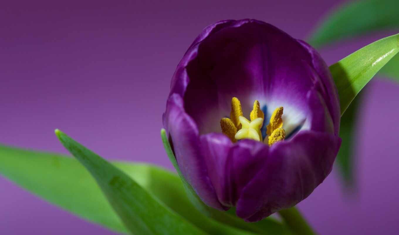 цветы, фон, purple, views, тюльпаны, тюльпан, любите, влиятельный