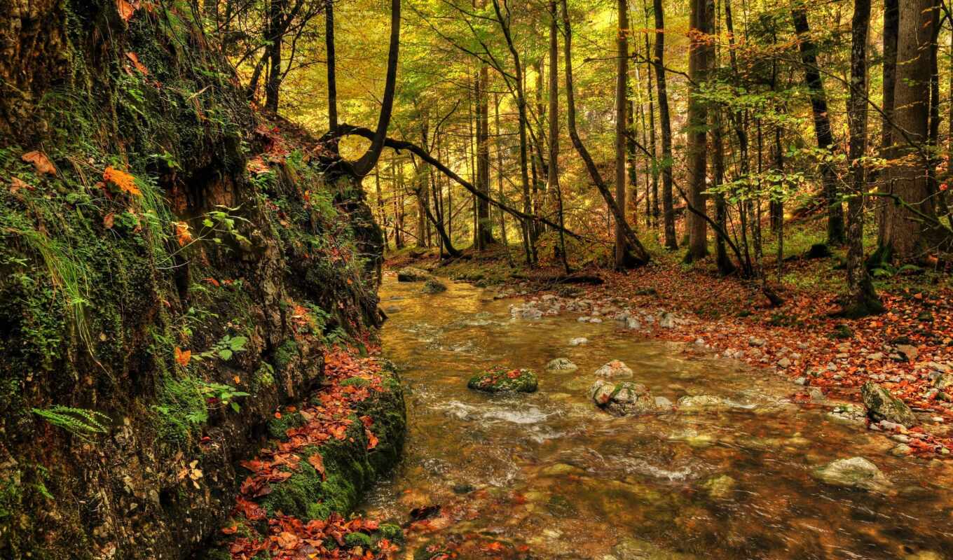 музыка, лес, images, осень, пасть, falls, ручей, peaceful