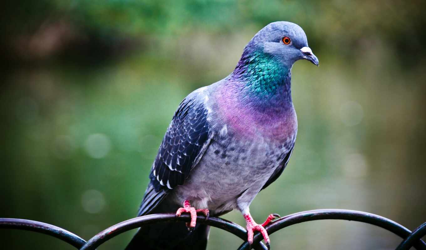purple, птица, живые, голубь, перила, голуби