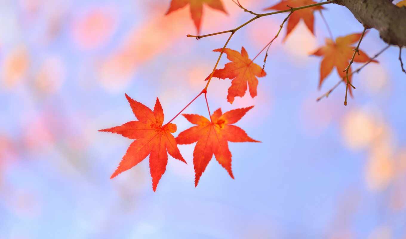 sheet, tree, red, japanese, autumn, branch, maple, klnyi