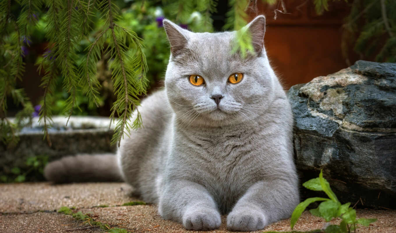 взгляд, серый, кот, лапа