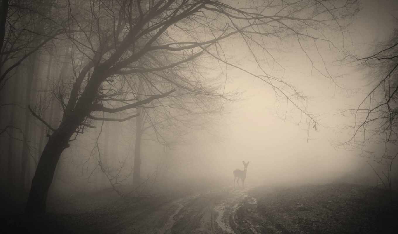 лес, смотреть, туман, лань, foggy