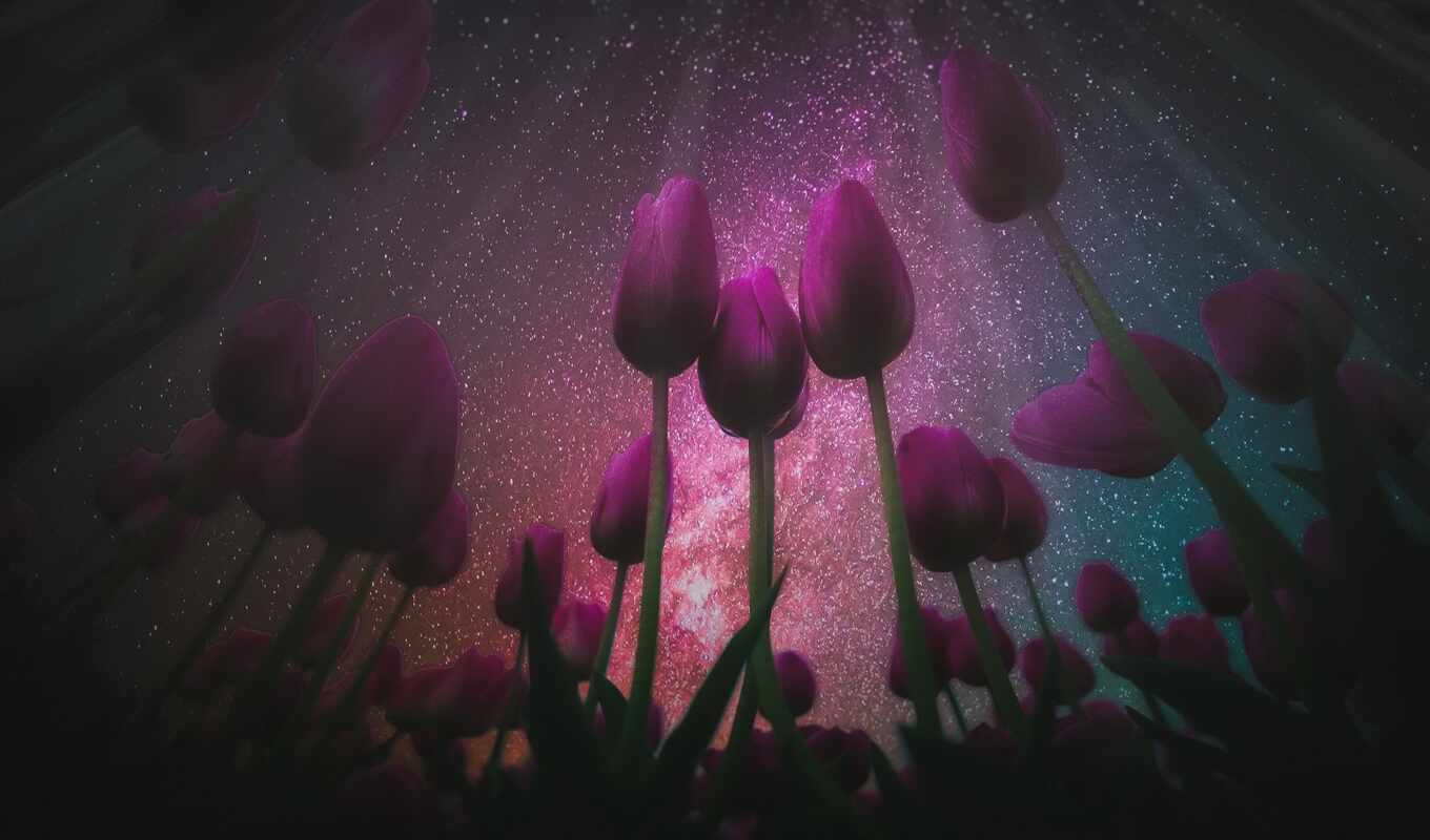 природа, небо, цветы, ночь, розовый, тюльпан