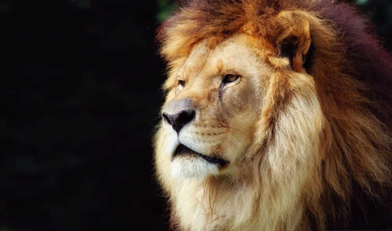 lion, eyes, animal, mane