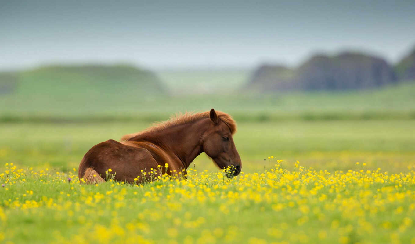 цветы, лошадь, поле