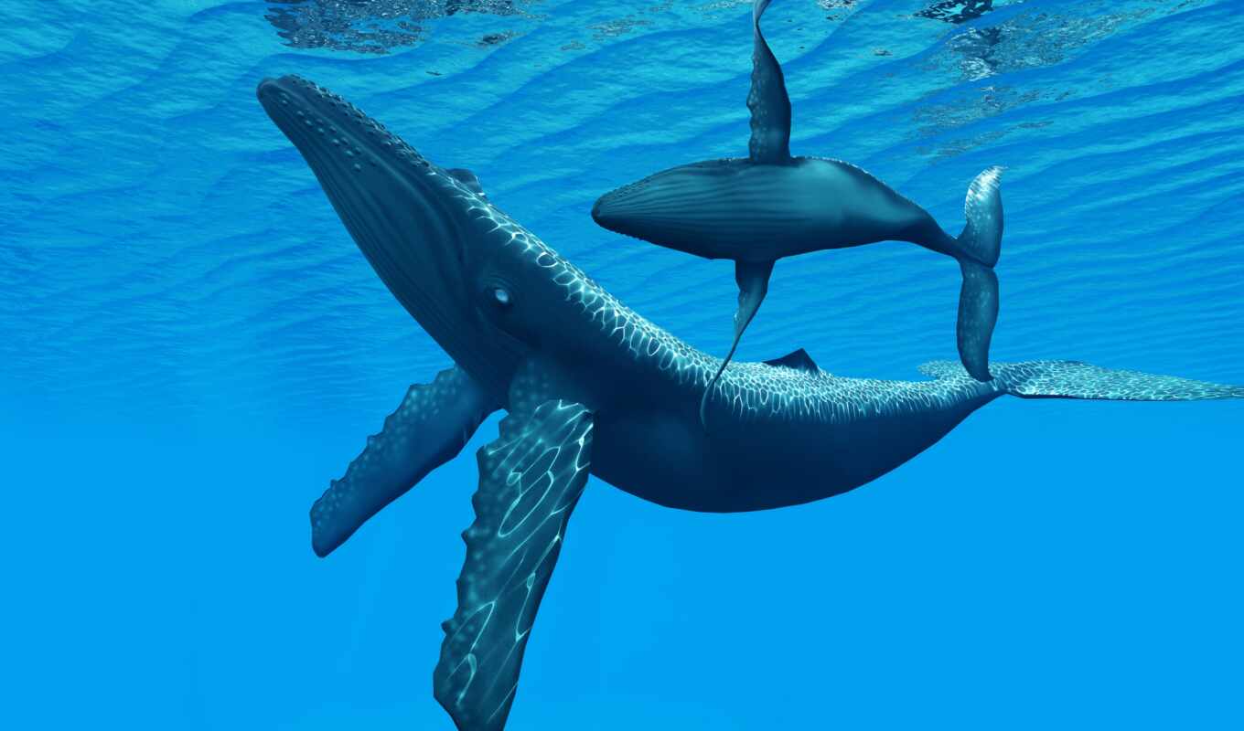 природа, blue, water, ocean, большой, кит, kita, depth, океане, humpback, киты