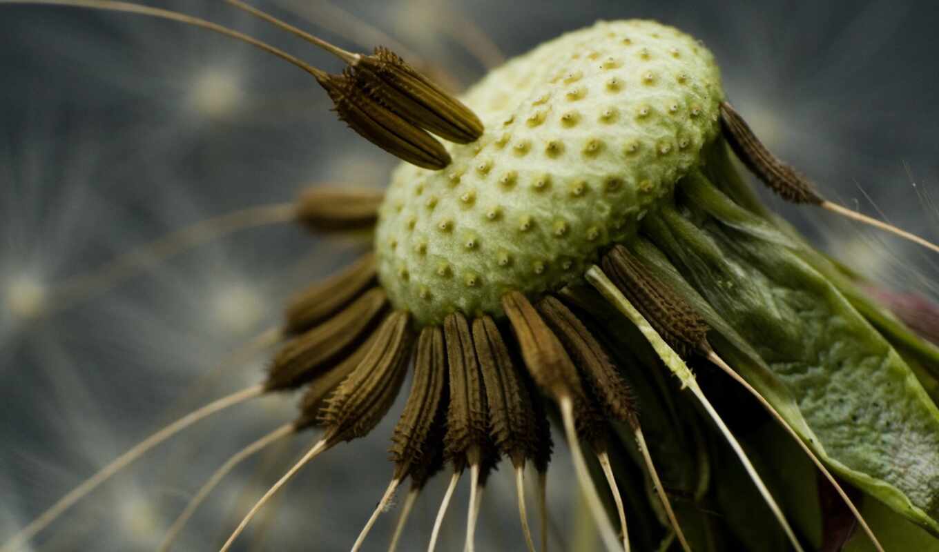 dandelion, seeds, dandelion