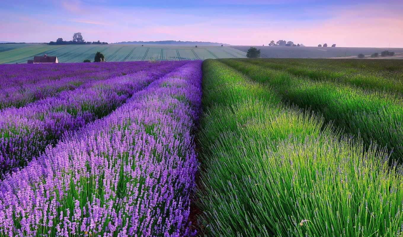 desktop, поле, поля, lavender