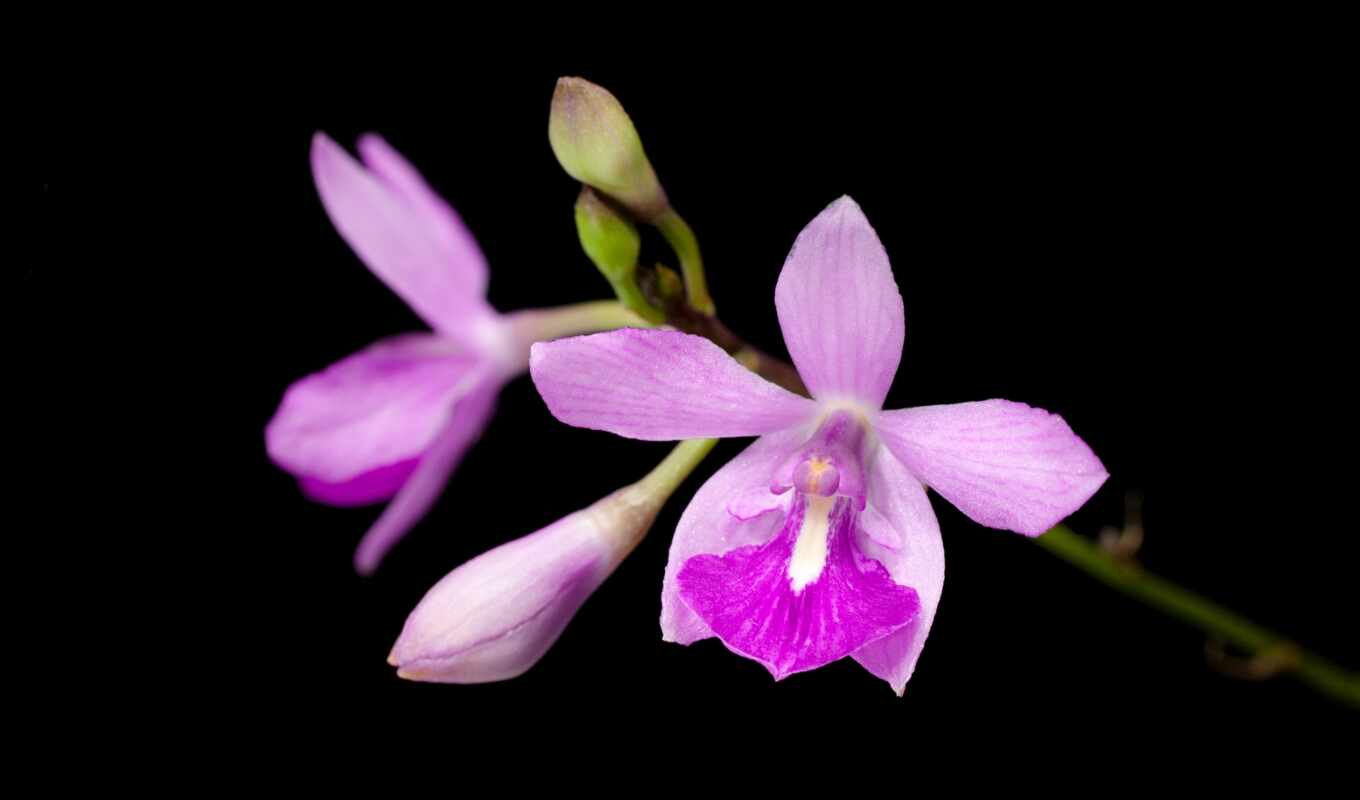 christmas, orchid