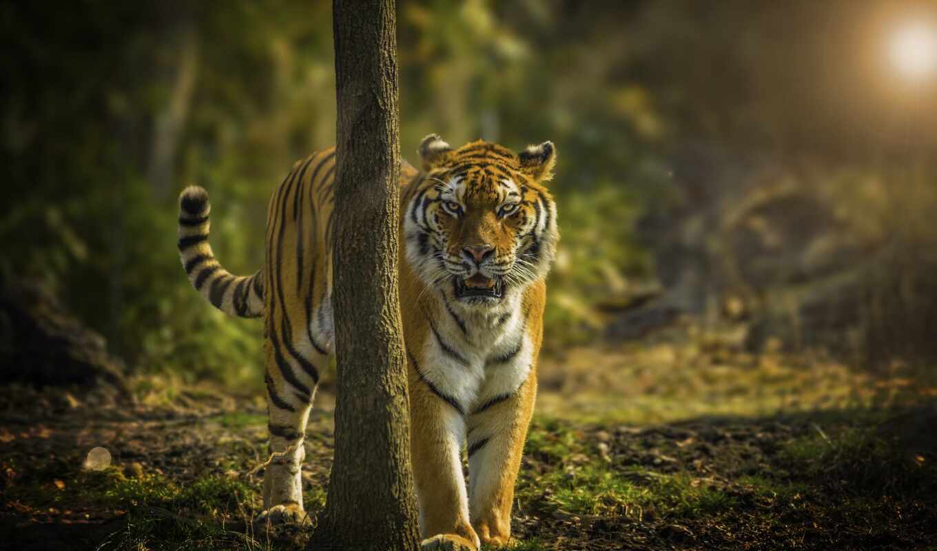 природа, хороший, jungle, дерево, хищник, тигр, бенгальский, narrow