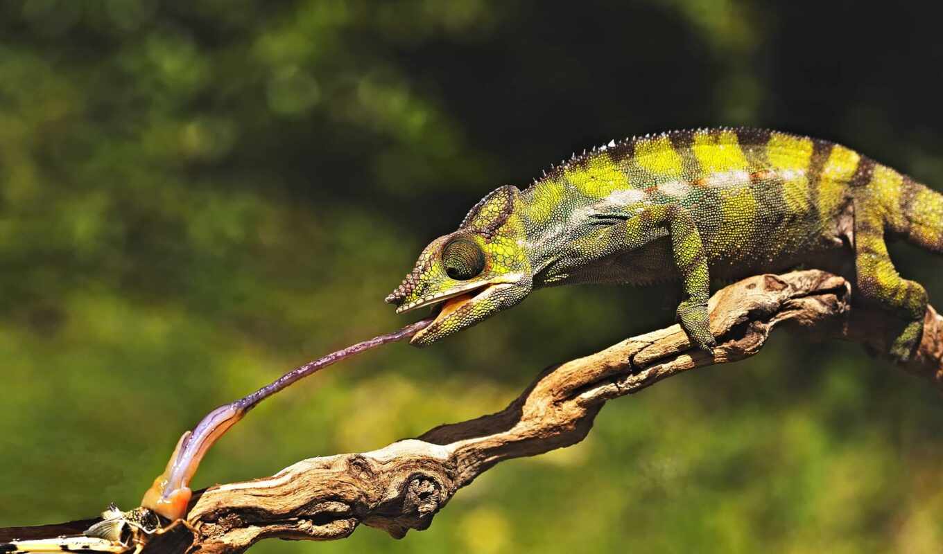 domestic, condition, chameleon
