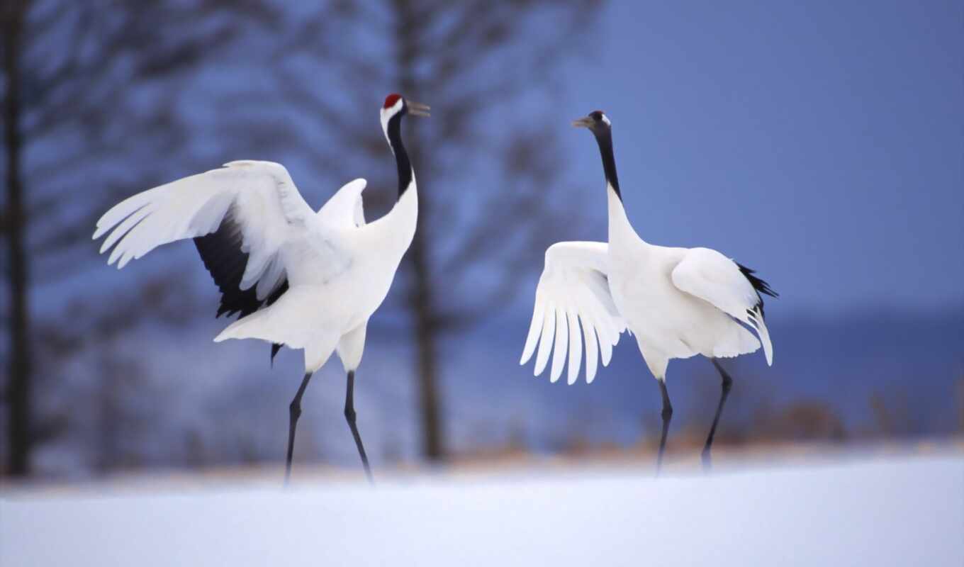 птица, япония, crane