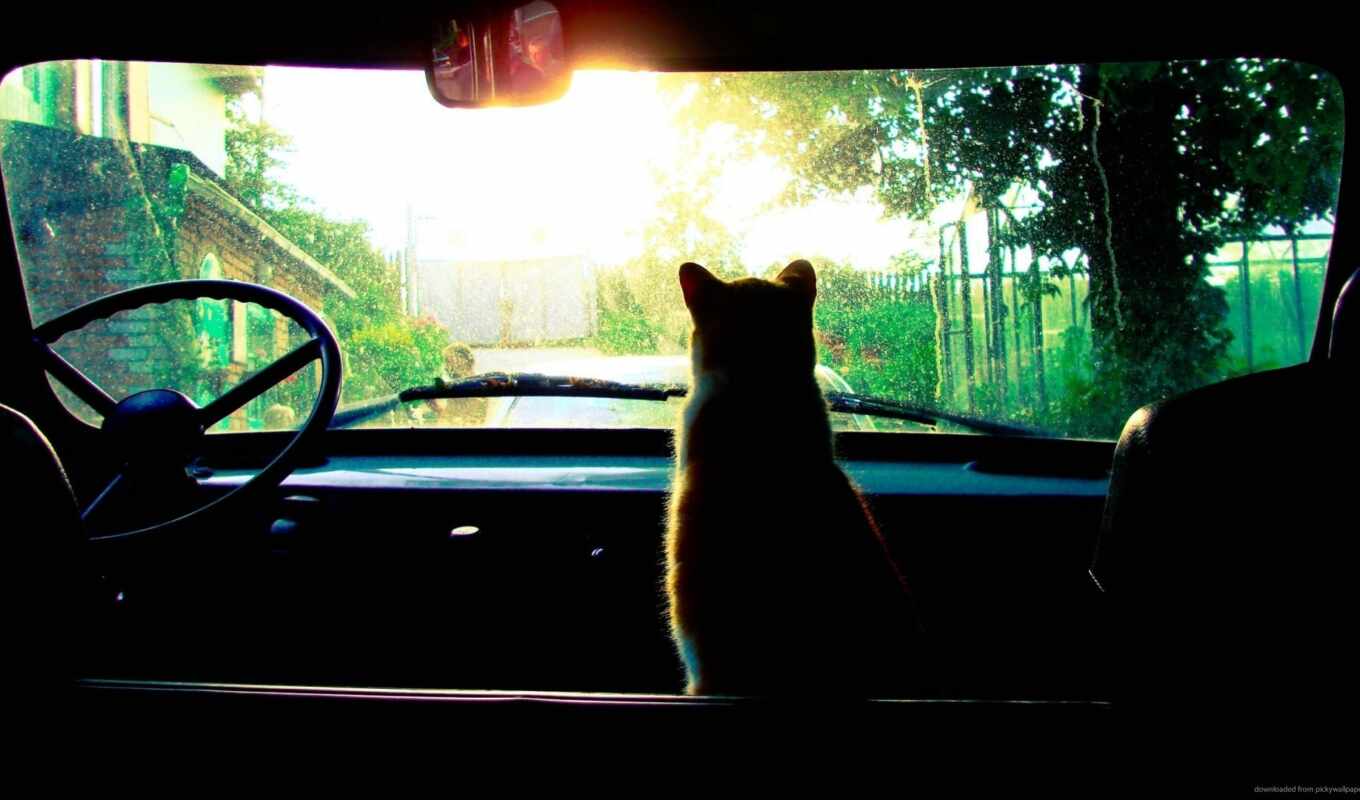 sun, окно, дерево, кот, car, animal, vehicle