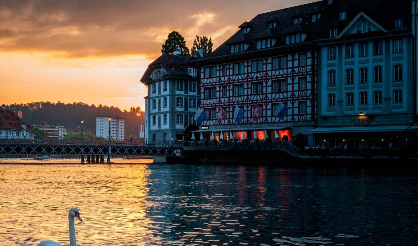 evening, swan, Switzerland