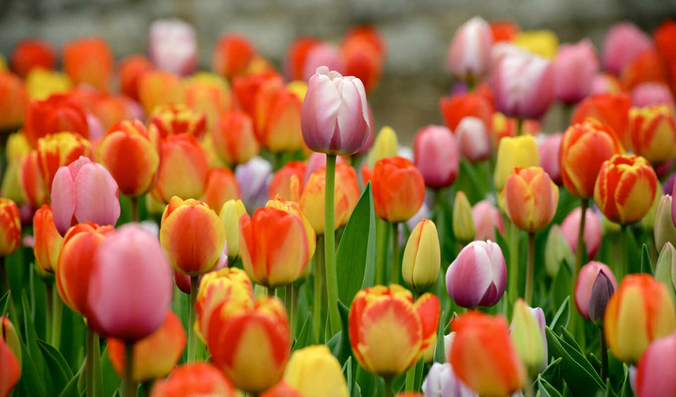 free, красочные, поле, flowers, tulips, тюльпан, луковицы