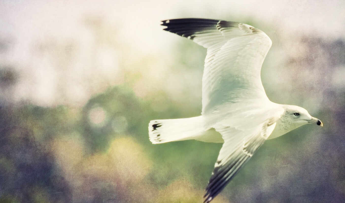 art, telephone, mobile, picture, flight, categories, bird, seagull, smartphone, flying