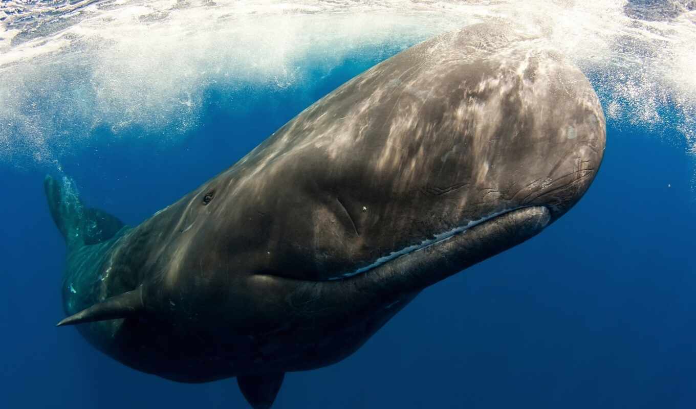 биг, еще, хищник, большой, кит, among, извилины, млекопитающее, миро, кашалот, kishechnik