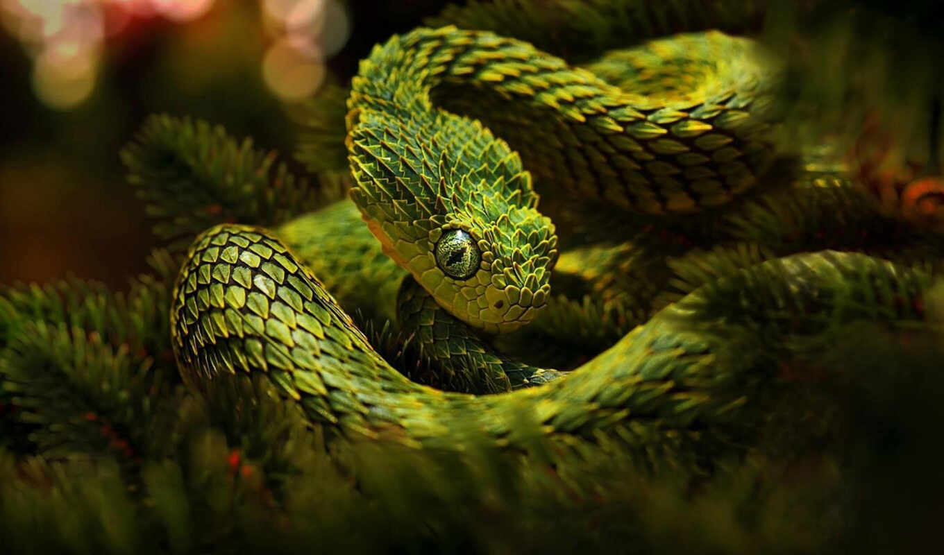 animal, viper, beautiful, snakes, wood, bunker, poisonous, gross, pochtit