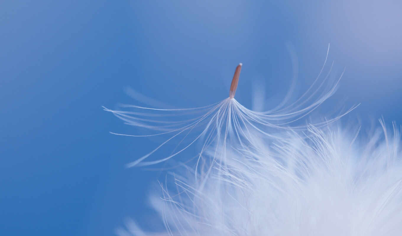 flowers, blue, white, picture, dandelion, beautiful, to be removed, seed, drawing, makryi, scuff