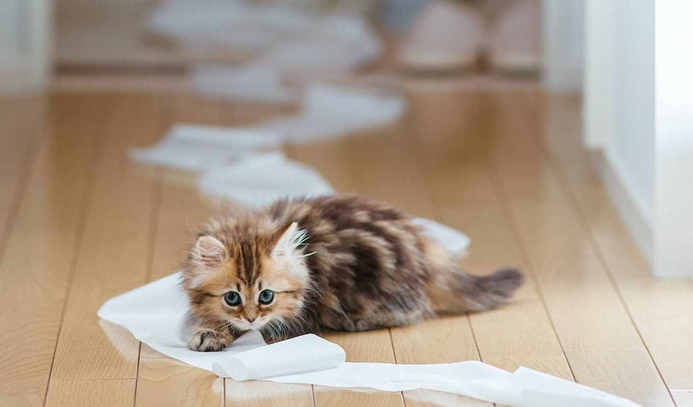 play, кот, паула, котенок, бумага, унитаз