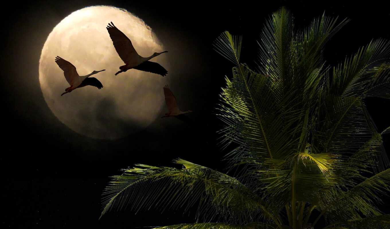 night, owl, flamingo, dan, pictures, poetry, view, alam, finding, buring, dorinda