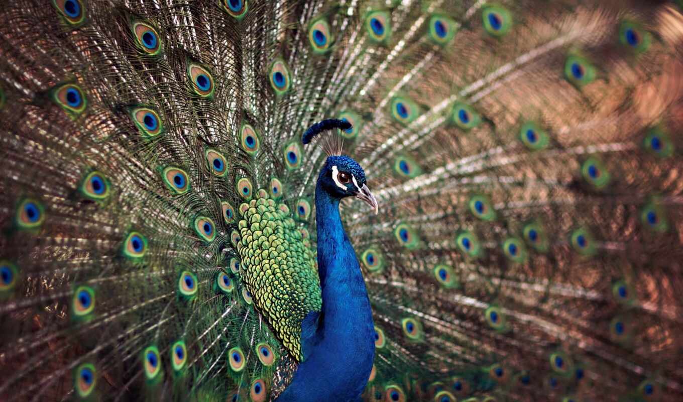 птица, tail, павлина, peacock