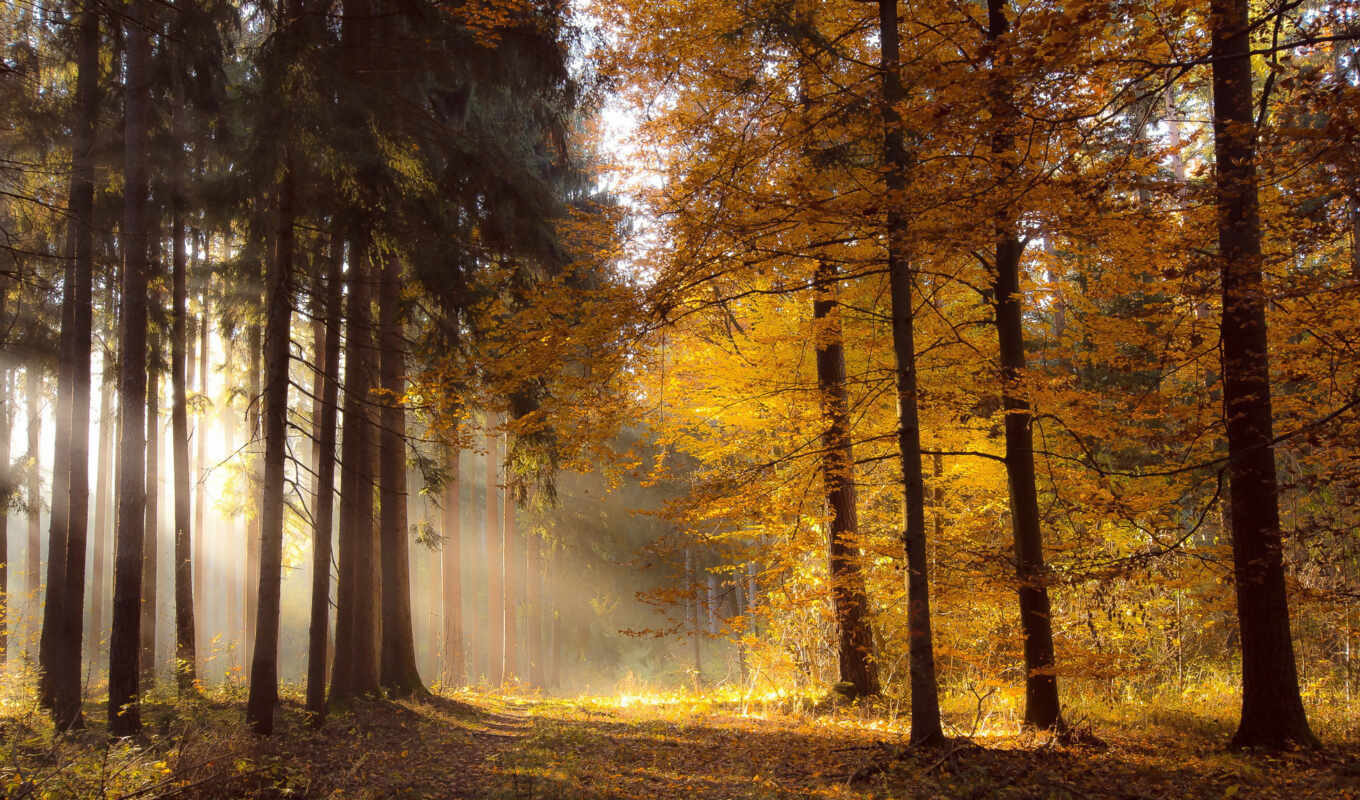 forest, autumn, because