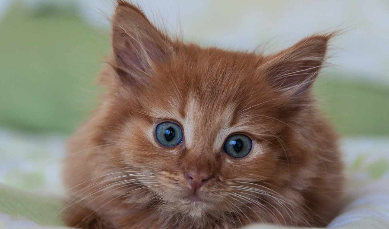 blue, глаз, red, кот, котенок, красивый, пушистый
