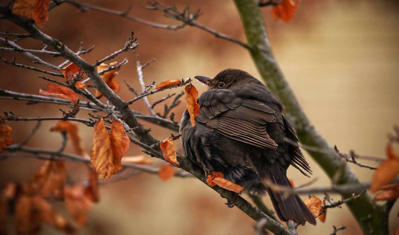 sheet, tree, autumn, bird, branch, dry, nahohlit