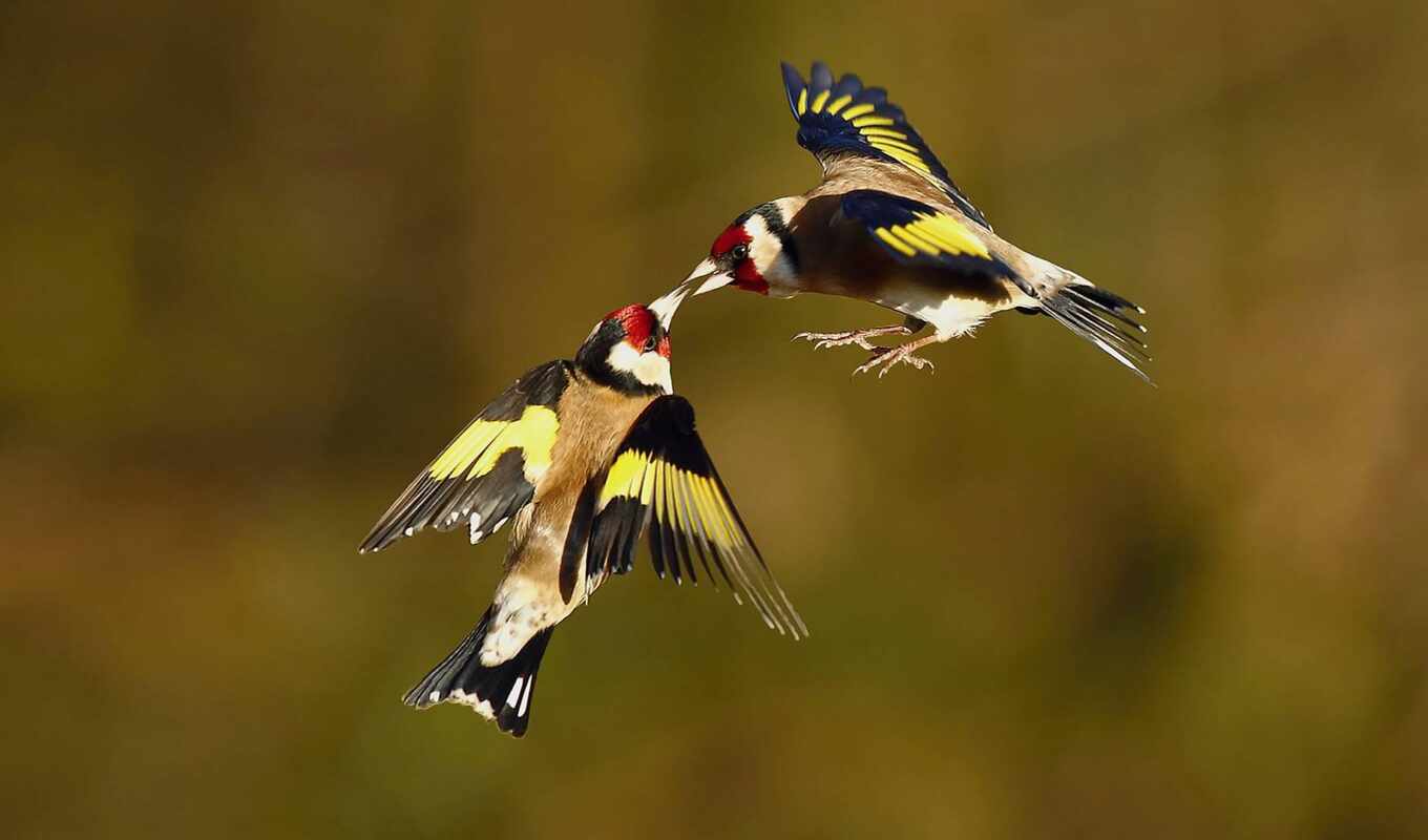 bird, goldfinch, funny, another, prank