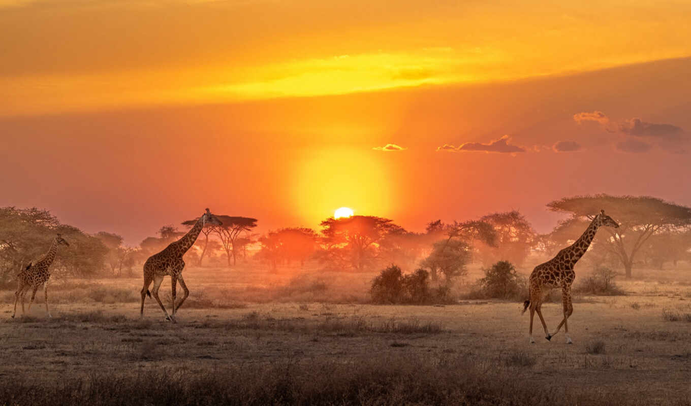 животные, саванна, восход, африка, жираф