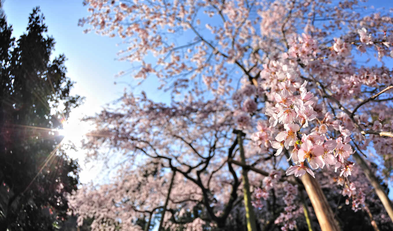 petals, cherry, spring