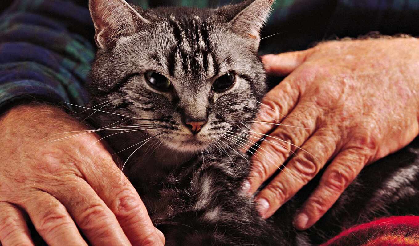 photo, arm, cat, res, sign, care, pet, getty, gentle, tabby