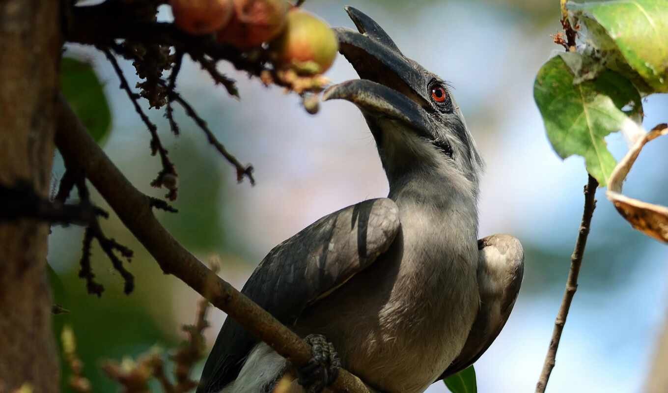 grey, hornbill, маюр