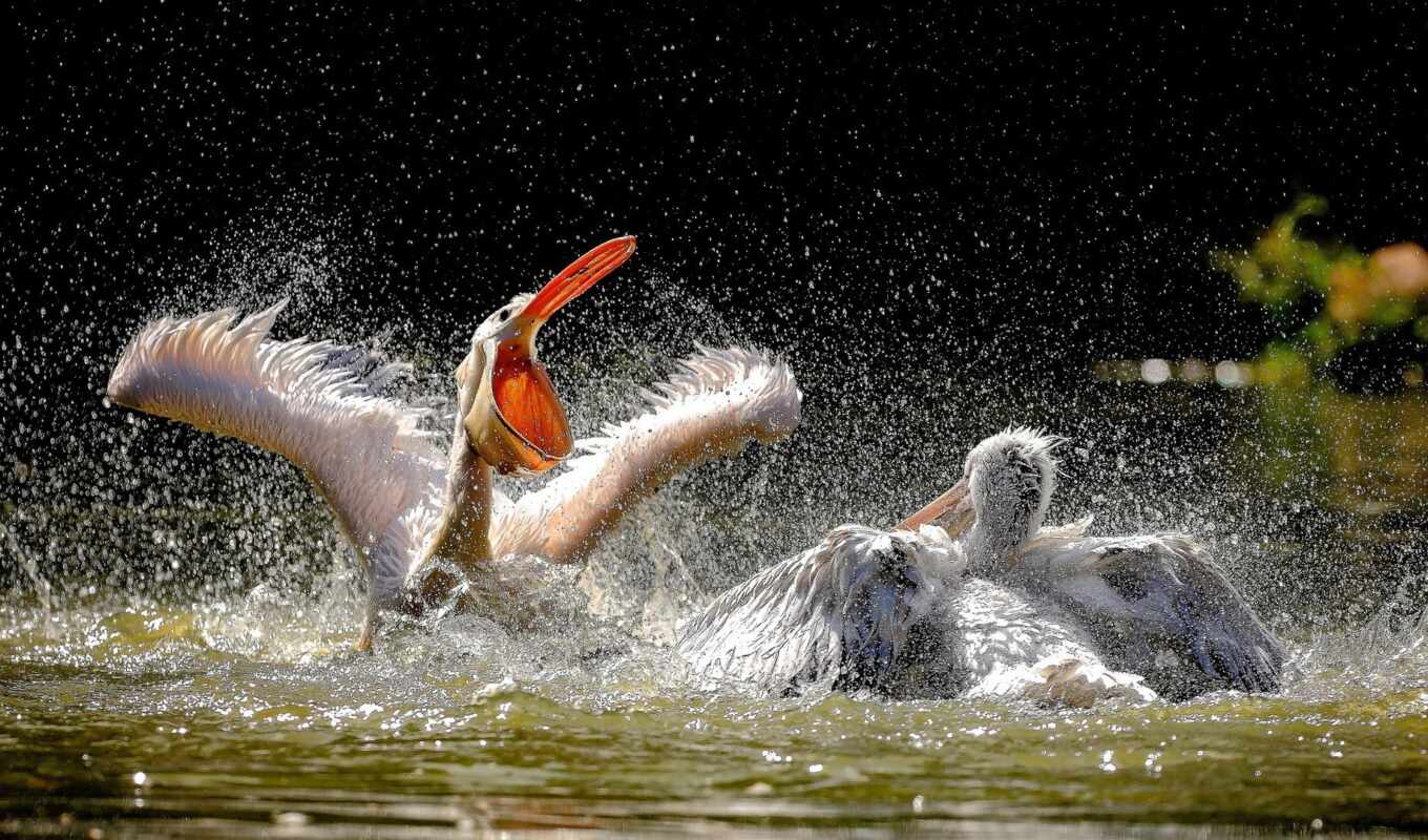 cute, bird, animal, pelican