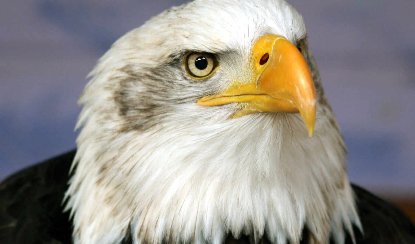 view, head, white, eyes, proud, eagle, yellow, beak, wild, feathers