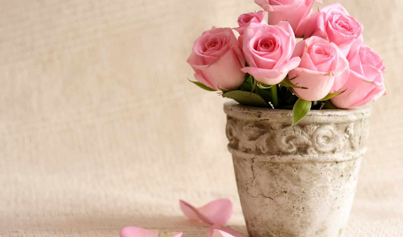 цветы, розы, розовый, букеты