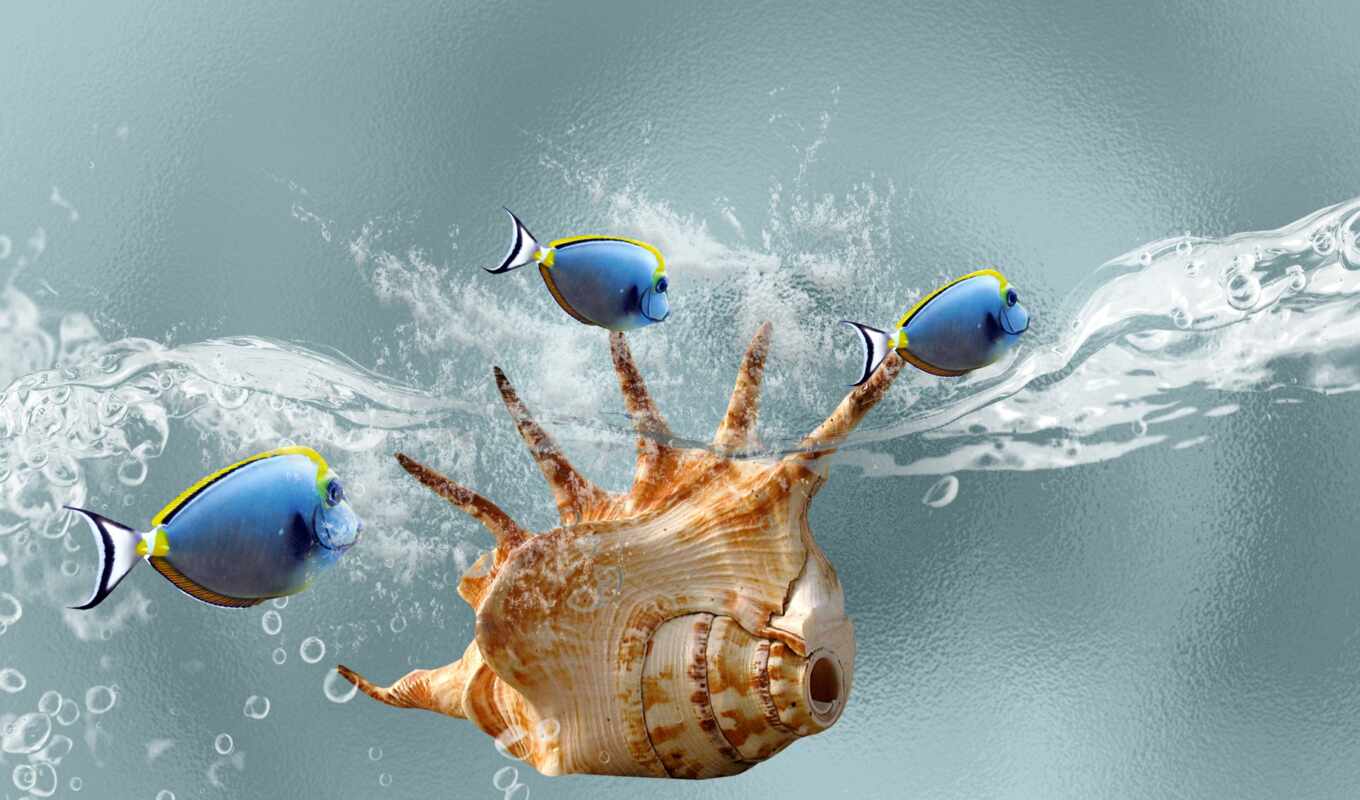 blue, water, fish, seashell